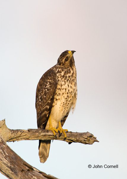 Coopers Hawk;Hawk;Acipiter cooperii;Cooper's Hawk;Birds of Prey;Curved Beak;Hunter;Hunters;Predator;Predatory;Talon;Talons;Raptor;Raptors;one animal;close-up;color image;photography;day;outdoors. Wildlife;birds;animals in the wild;avifauna;feathered;feathers;wilderness;perch;perching;watch;watchful